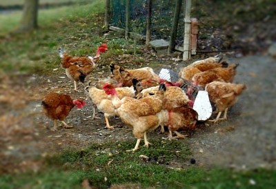 VLUU L100, M100 / Samsung L100, M100